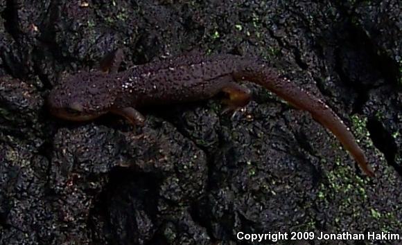 Coast Range Newt (Taricha torosa torosa)