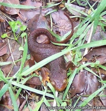 Coast Range Newt (Taricha torosa torosa)