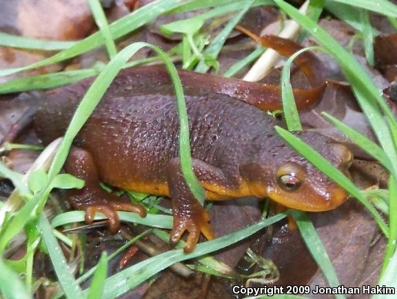 Coast Range Newt (Taricha torosa torosa)