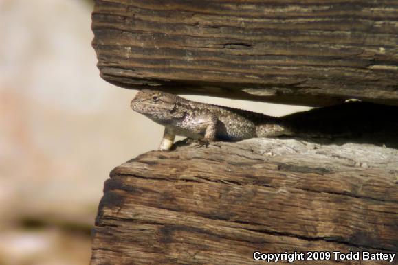 Coast Range Fence Lizard (Sceloporus occidentalis bocourtii)