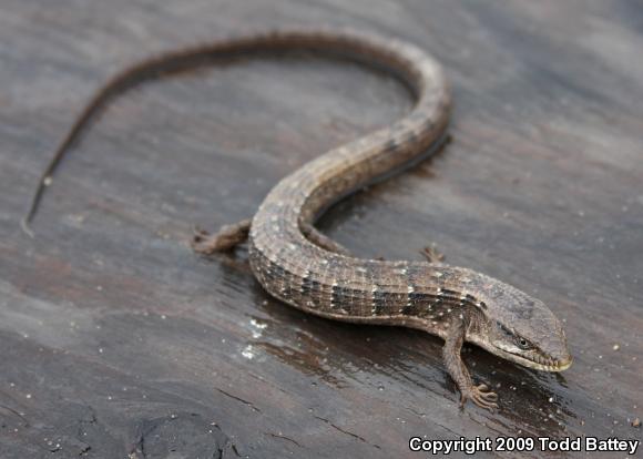 California Alligator Lizard (Elgaria multicarinata multicarinata)