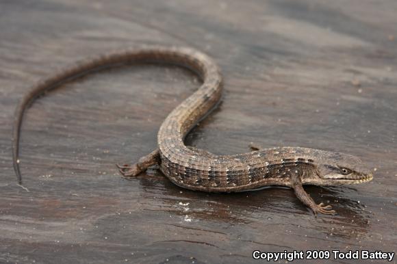 California Alligator Lizard (Elgaria multicarinata multicarinata)