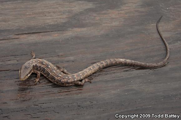 California Alligator Lizard (Elgaria multicarinata multicarinata)