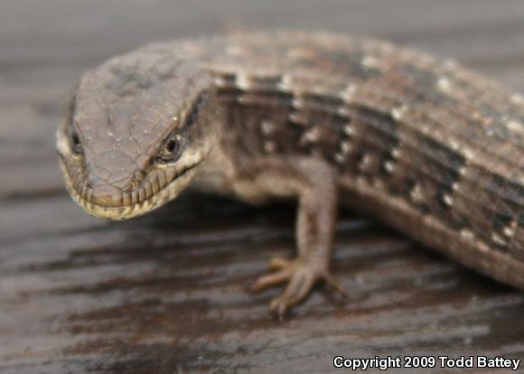 California Alligator Lizard (Elgaria multicarinata multicarinata)