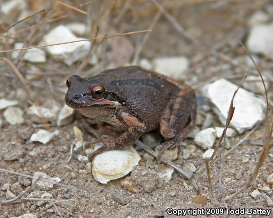 Sierran Treefrog (Pseudacris sierra)