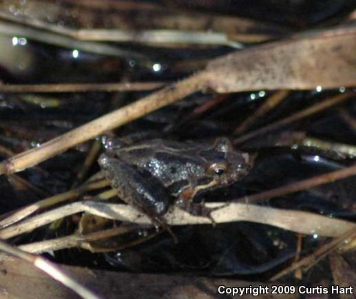 Florida Cricket Frog (Acris gryllus dorsalis)