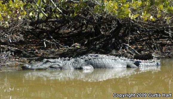 American Alligator (Alligator mississippiensis)