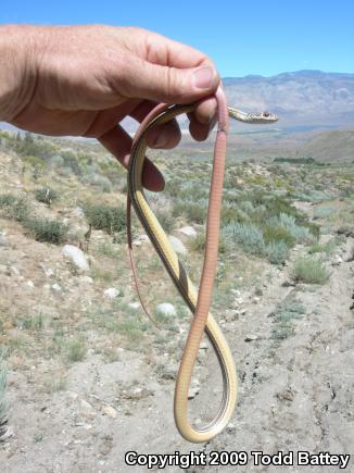 Desert Striped Whipsnake (Coluber taeniatus taeniatus)