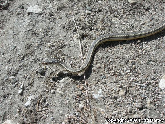 Desert Striped Whipsnake (Coluber taeniatus taeniatus)