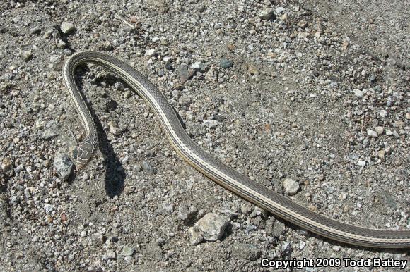 Desert Striped Whipsnake (Coluber taeniatus taeniatus)