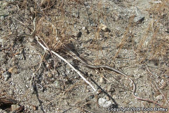 Desert Striped Whipsnake (Coluber taeniatus taeniatus)