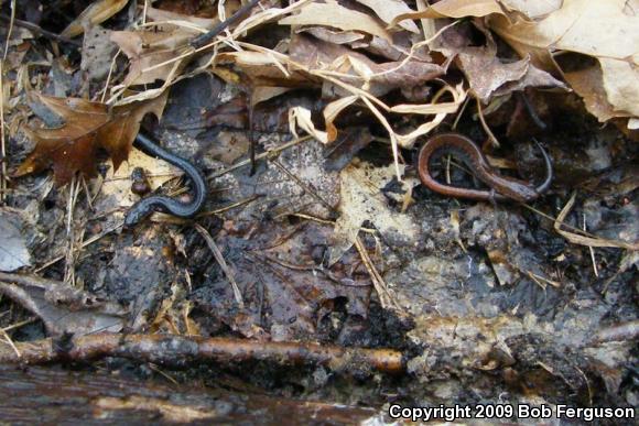 Eastern Red-backed Salamander (Plethodon cinereus)