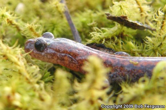 Eastern Red-backed Salamander (Plethodon cinereus)