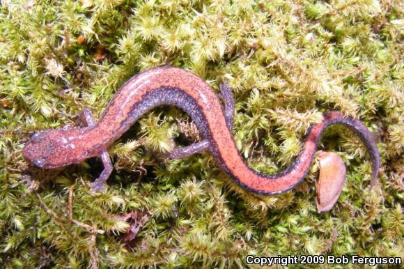 Eastern Red-backed Salamander (Plethodon cinereus)