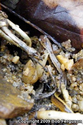 Northern Two-lined Salamander (Eurycea bislineata)