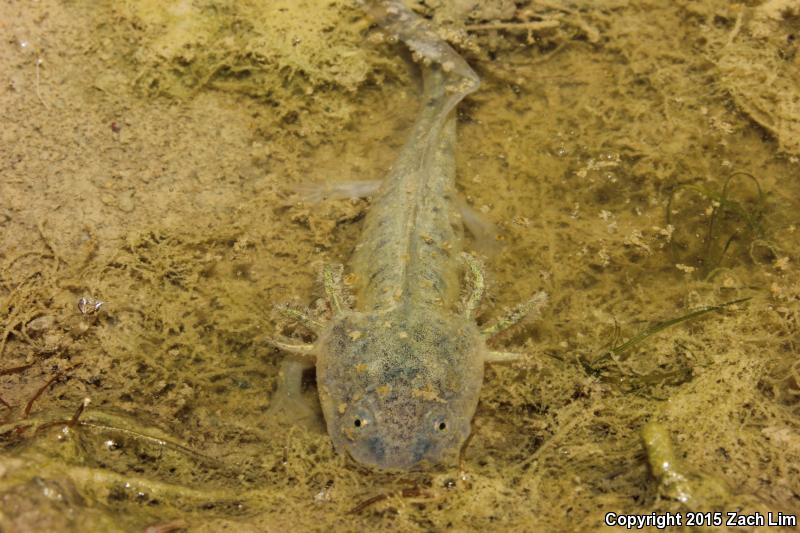 California Tiger Salamander (Ambystoma californiense)