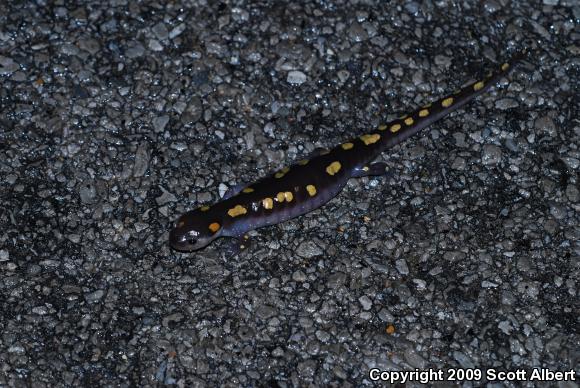 Spotted Salamander (Ambystoma maculatum)