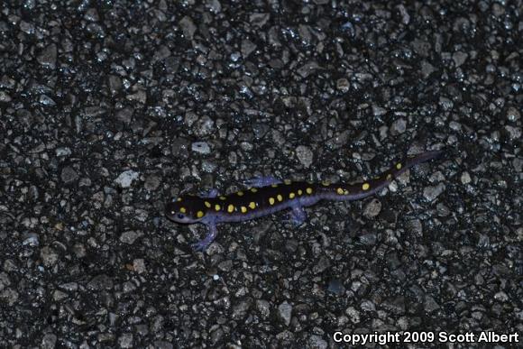 Spotted Salamander (Ambystoma maculatum)