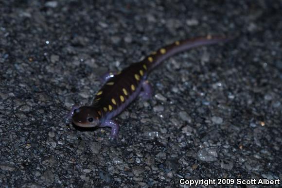 Spotted Salamander (Ambystoma maculatum)