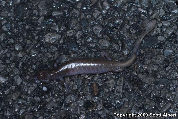 Small-mouthed Salamander (Ambystoma texanum)