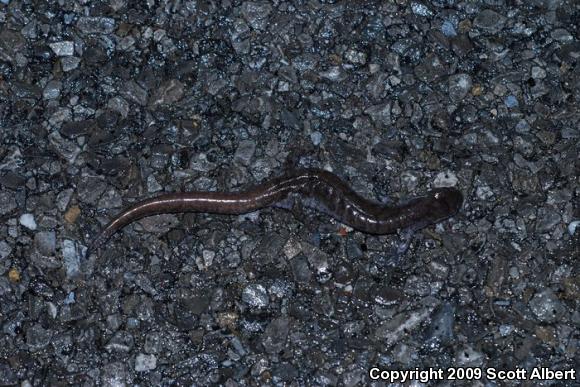 Small-mouthed Salamander (Ambystoma texanum)