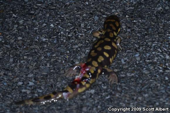 Eastern Tiger Salamander (Ambystoma tigrinum)