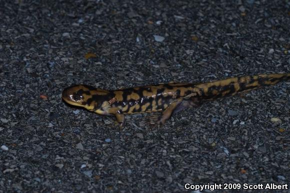 Eastern Tiger Salamander (Ambystoma tigrinum)