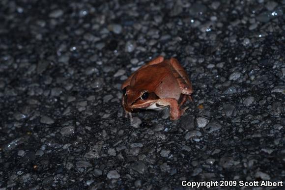 Wood Frog (Lithobates sylvaticus)