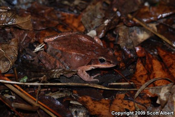 Wood Frog (Lithobates sylvaticus)