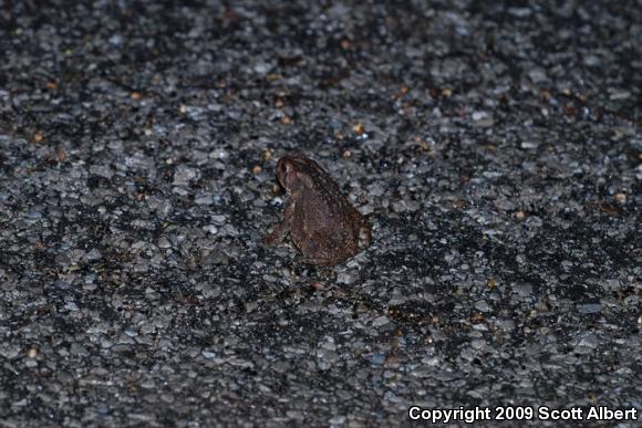 Dwarf American Toad (Anaxyrus americanus charlesmithi)