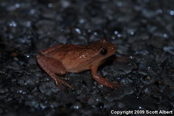 Northern Spring Peeper (Pseudacris crucifer crucifer)