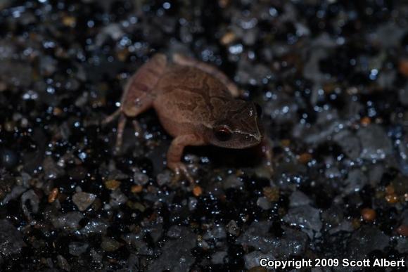 Northern Spring Peeper (Pseudacris crucifer crucifer)