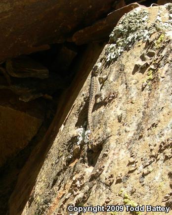 Great Basin Fence Lizard (Sceloporus occidentalis longipes)