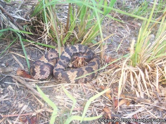 Eastern Cottonmouth (Agkistrodon piscivorus piscivorus)