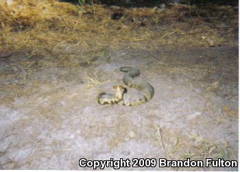 Eastern Cottonmouth (Agkistrodon piscivorus piscivorus)