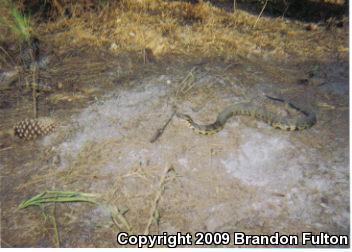 Eastern Cottonmouth (Agkistrodon piscivorus piscivorus)