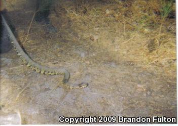 Eastern Cottonmouth (Agkistrodon piscivorus piscivorus)