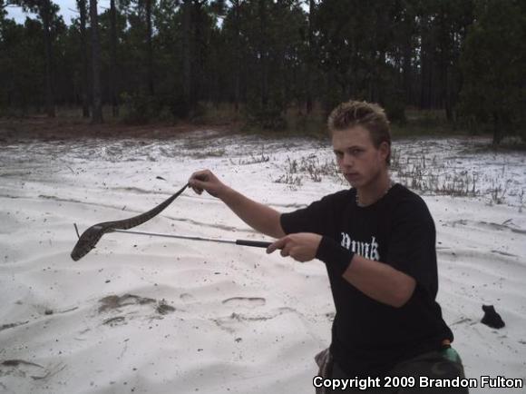 Eastern Cottonmouth (Agkistrodon piscivorus piscivorus)