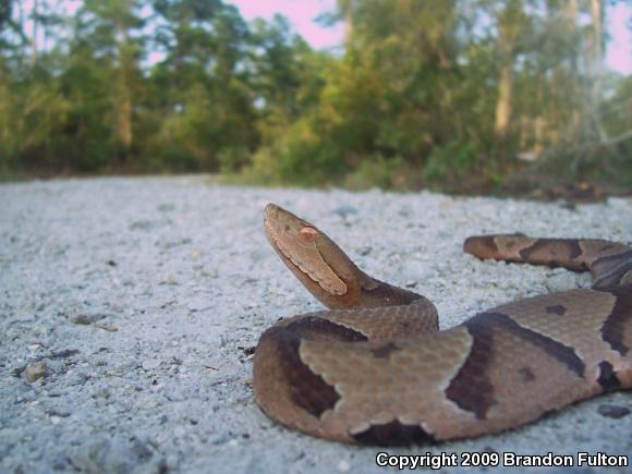 Southern Copperhead (Agkistrodon contortrix contortrix)