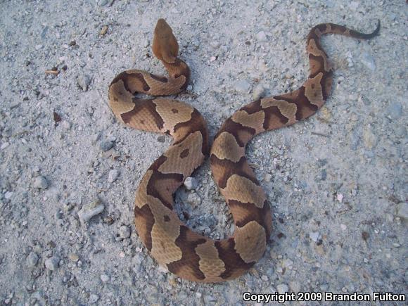 Southern Copperhead (Agkistrodon contortrix contortrix)