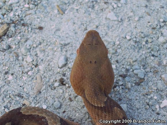 Southern Copperhead (Agkistrodon contortrix contortrix)