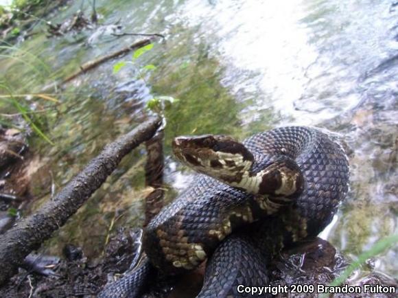 Florida Cottonmouth (Agkistrodon piscivorus conanti)