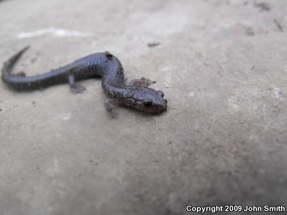 Eastern Red-backed Salamander (Plethodon cinereus)