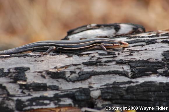 Five-lined Skink (Plestiodon fasciatus)