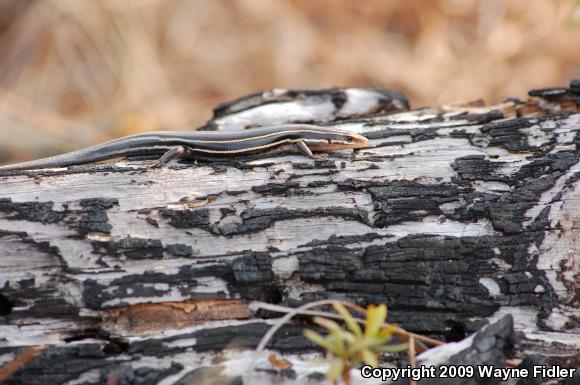 Five-lined Skink (Plestiodon fasciatus)