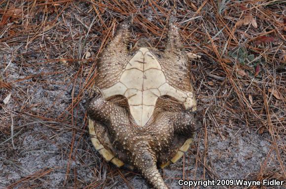 Eastern Snapping Turtle (Chelydra serpentina serpentina)