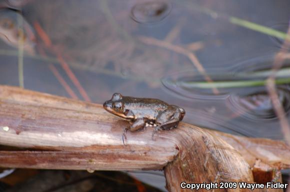 Carpenter Frog (Lithobates virgatipes)