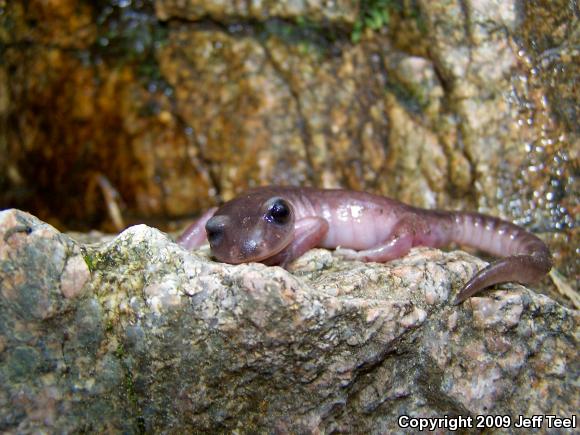 Monterey Ensatina (Ensatina eschscholtzii eschscholtzii)