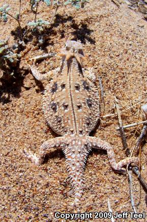 Flat-tailed Horned Lizard (Phrynosoma mcallii)