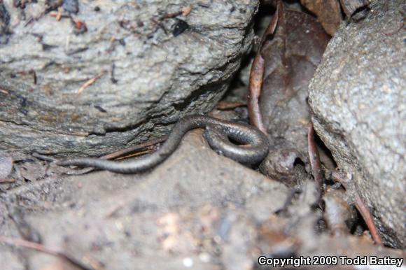 Black-bellied Slender Salamander (Batrachoseps nigriventris)